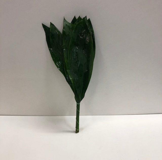 Leaf aspidistra L.jpg
